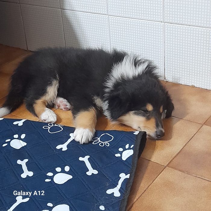 Rough collie fêmea