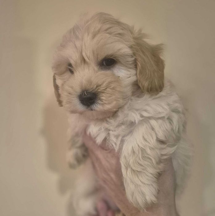 Maltipoo Piesek Gotowa do Odbioru