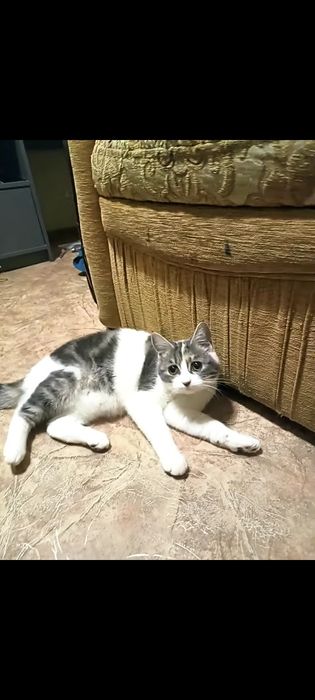 Отдам красивую кошечку в добрые ручки