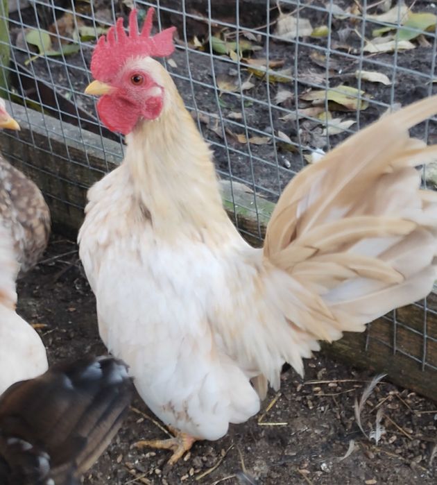 Serama koguty najmniejsza rasa