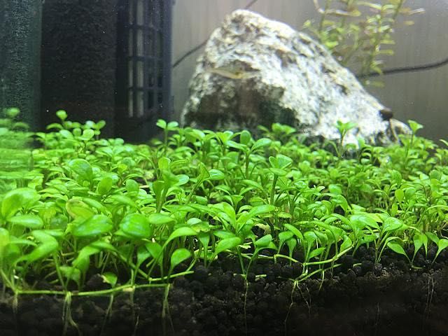 Glossostigma elatinoides – Planta Tapete para Aquário
