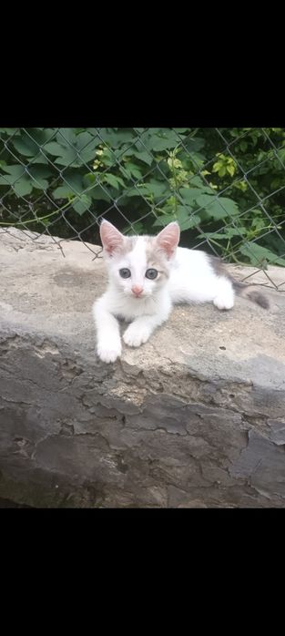 Віддам кицю в добрі руки