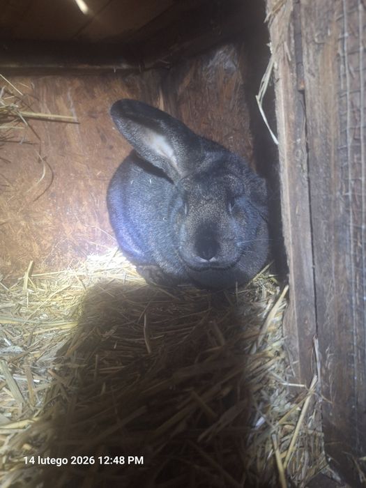 Sprzedam króliki żywe i tuszki