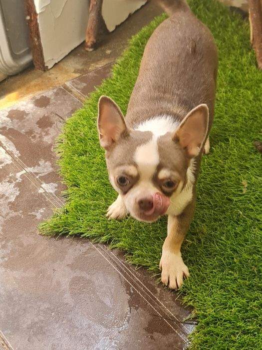 Chihuahua miniatura  macho