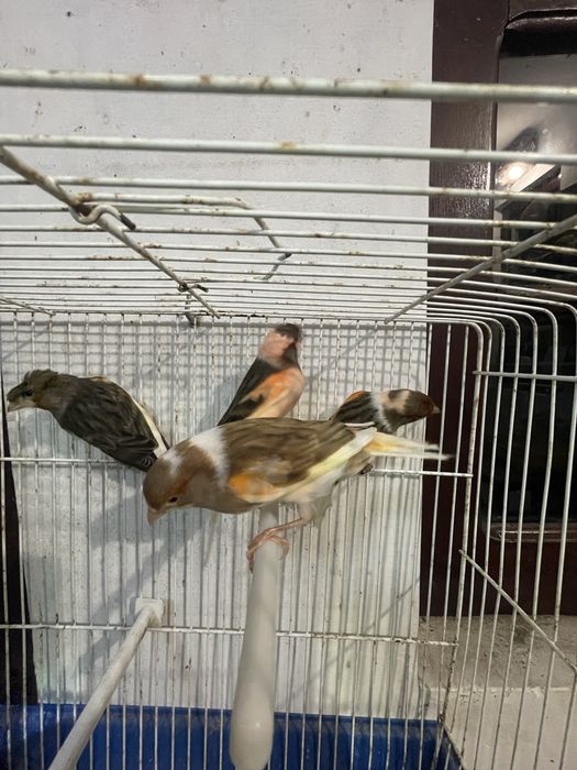 Canarios Arlequim portugues