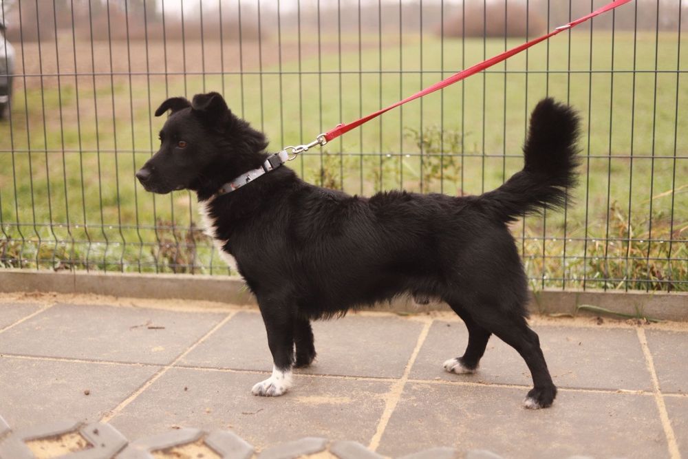 Energiczny i towarzyski psiak zaprasza na spacer i nie tylko :-)