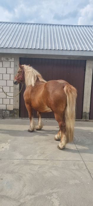 Sprzedam klacz zimnokrwistą