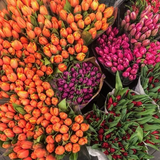 АКЦІЯ!! Тюльпани опт 8 березня, найнижча ціна у Києві