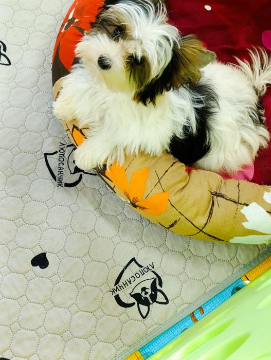 Бівер Йорк чудова дівчинка маленький стандарт