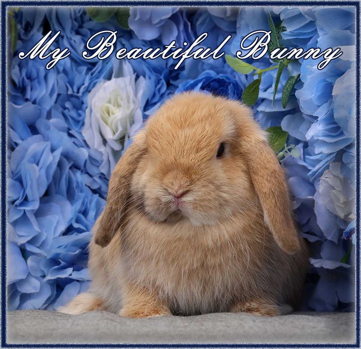Młody Królik Mini Lop - Harlequin - Hodowla