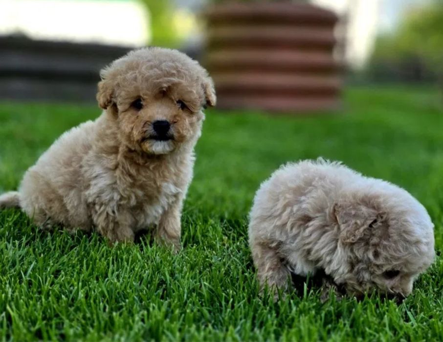 Карамельні Мальтипу, є міні і стандарт, коричневий окрас