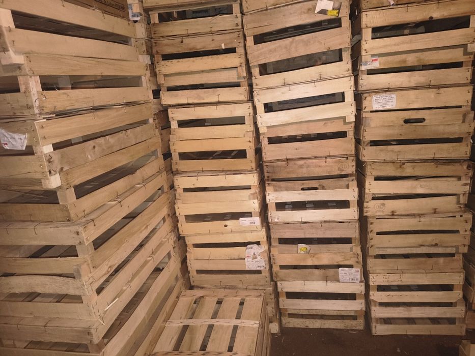 Skrzynki drewniane łuszczki 60×40/18  warzywa kalafior kapusta por rzodkiewka 170sztuk