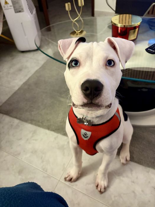 Tomo conta do seu pet  em minha casa ou ao domicílio ao fim d semana