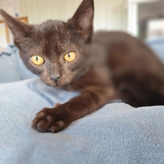 Timmy, para adoção