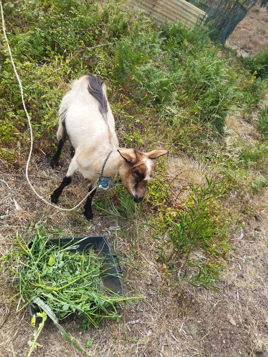 Vendo ou troco por cabras cabra está prenha de raça boa. Ideal para crianças