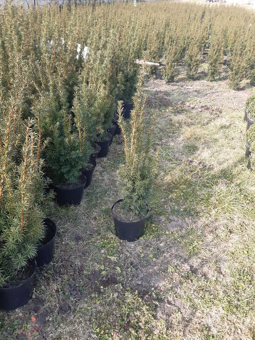 Cis hicksii hilli baccata 80cm taxus