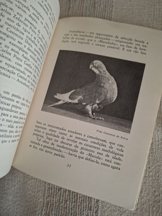Columbofilia Pombos Portugueses