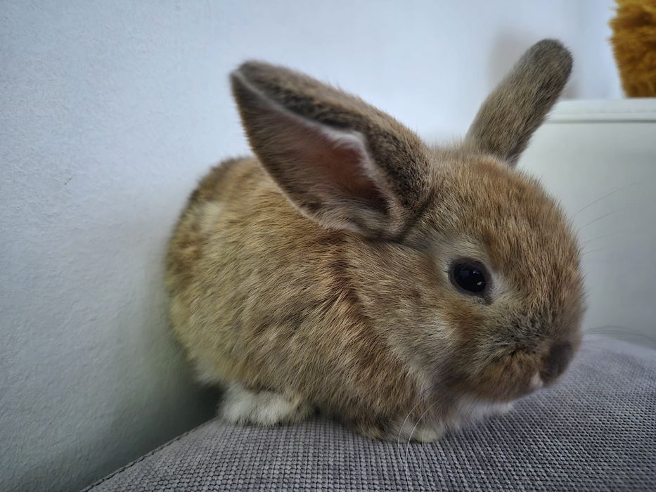 Króliki miniaturowe Baranki. Sklep zoologiczny Rafa Kraków.