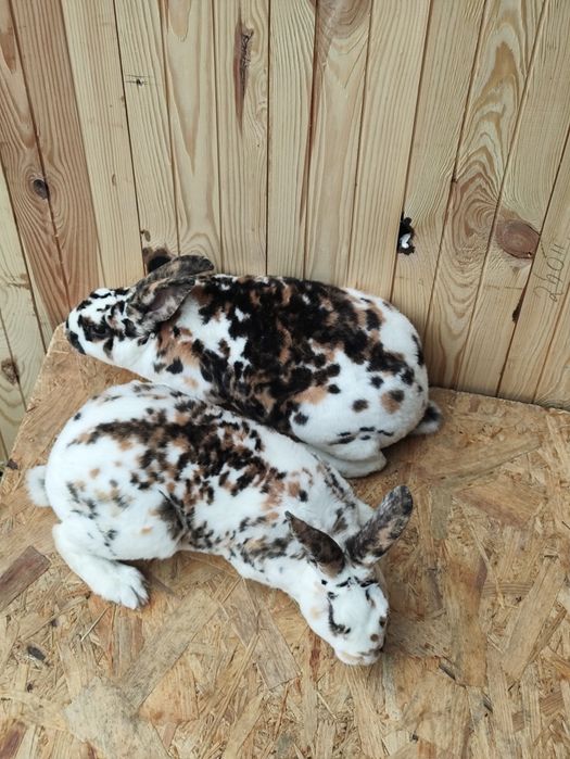 Króliki rex trójbarwny para niespokrewniona