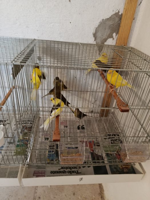 Vendo canário timbrados espanhóis