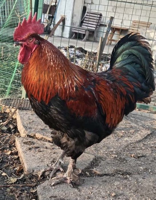 Петушок. Півень Маран. Пасхальні кури.