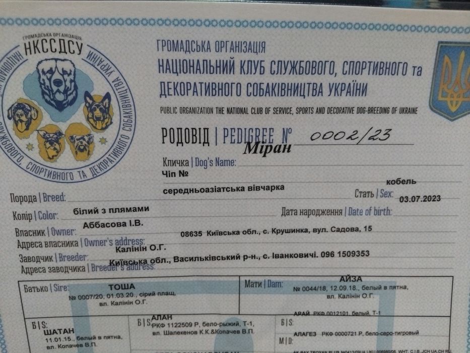 Вязка Среднеазиатского  Алабая,корни Туркменские