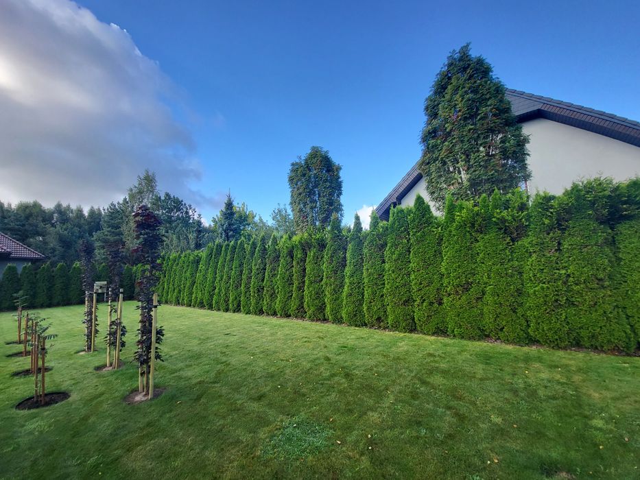 Przycinanie drzew,Przycinanie żywopłotów, utylizacja gałęzi, Koszenie