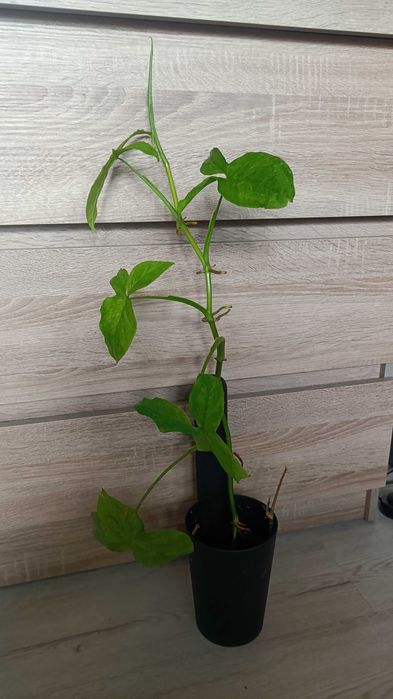syngonium mottled mohito 60cm