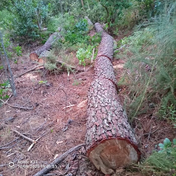 Limpezas e desbastes