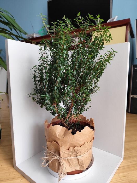 Мирт, вазонки прищепи мирта