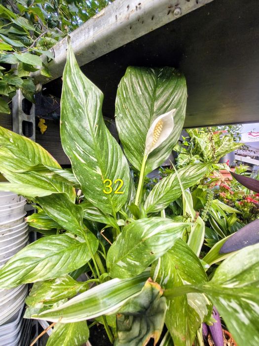 Duży piękny Skrzydłokwiat Variegata 'Diamond' Spathiphyllum