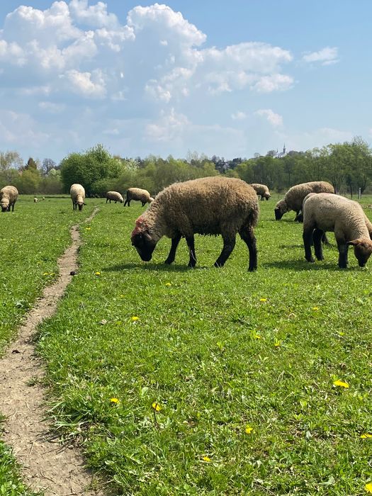 Owce jagnięta czarnogłówka