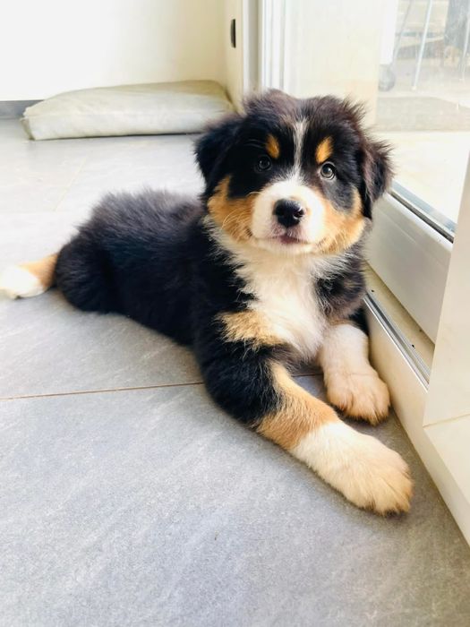 Pastor australiano com LOP