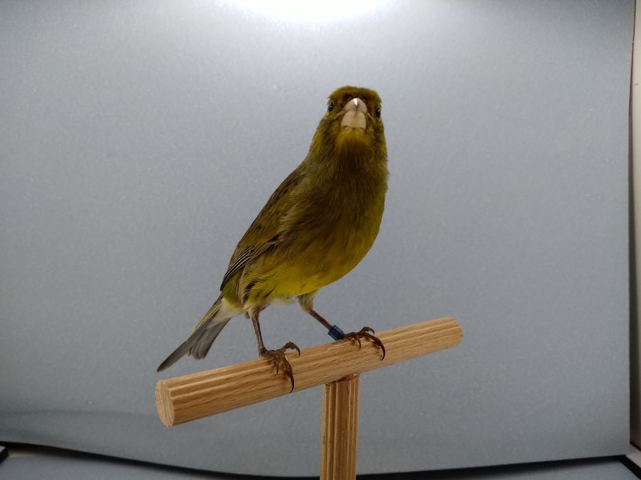 Kanarki Tymbrador Mini Border2025r