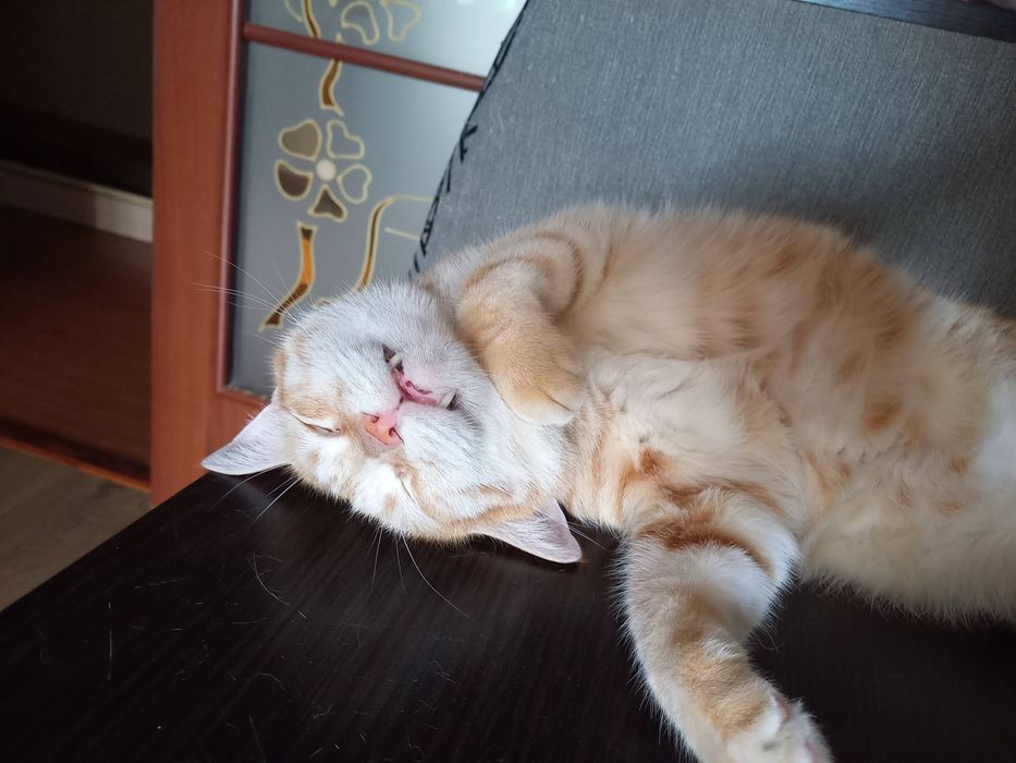 Котоняня Передержка котиков Домашняя гостиница для животных