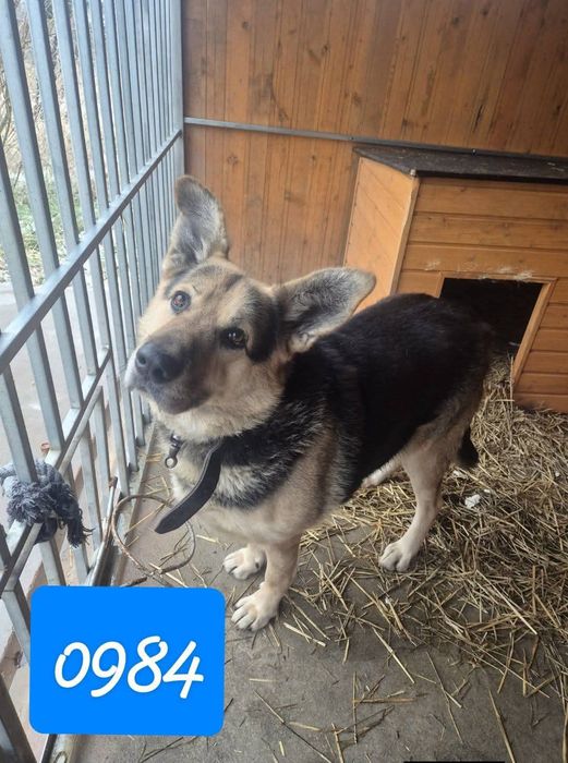 Jurek pies pilnie szuka domu!