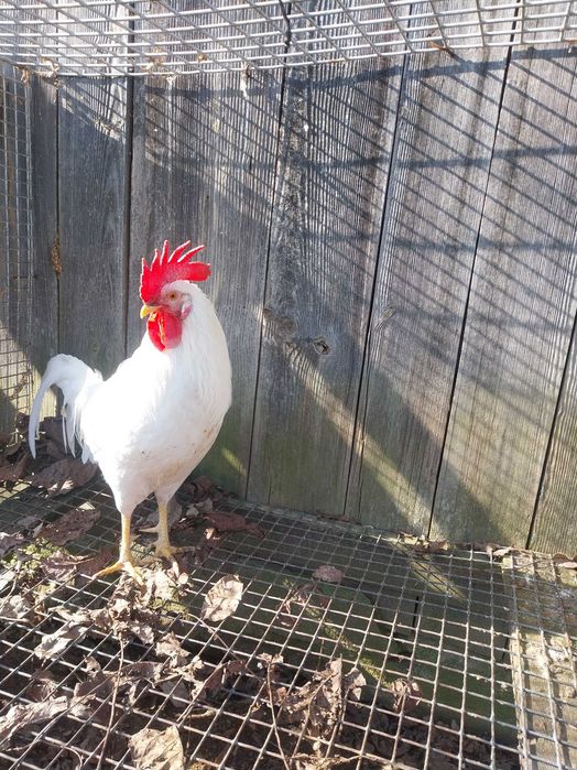 Sprzedam koguty leghorn