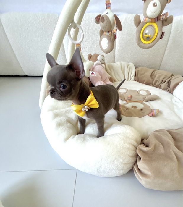Chihuahua piękna liliowa suczka zarezerwowana