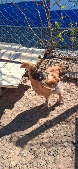 Tenho frangos da raça Brama para venda 20€
