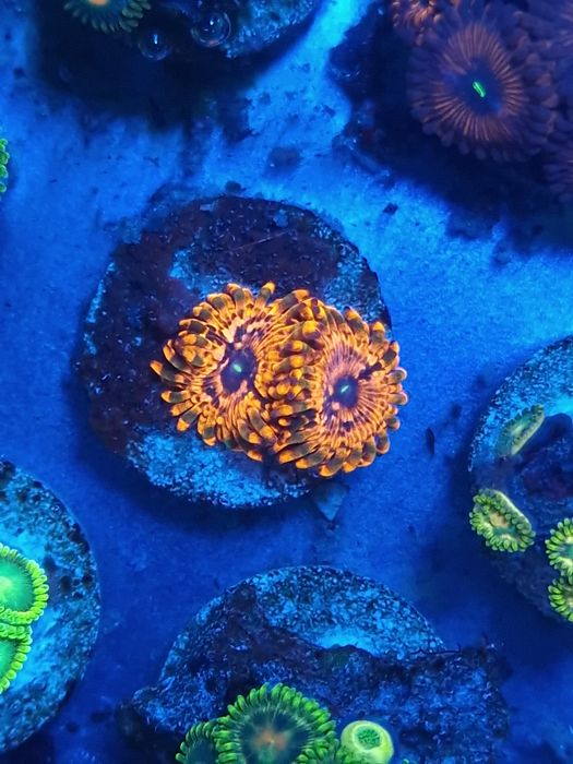 Corais zoantus de agua salgada