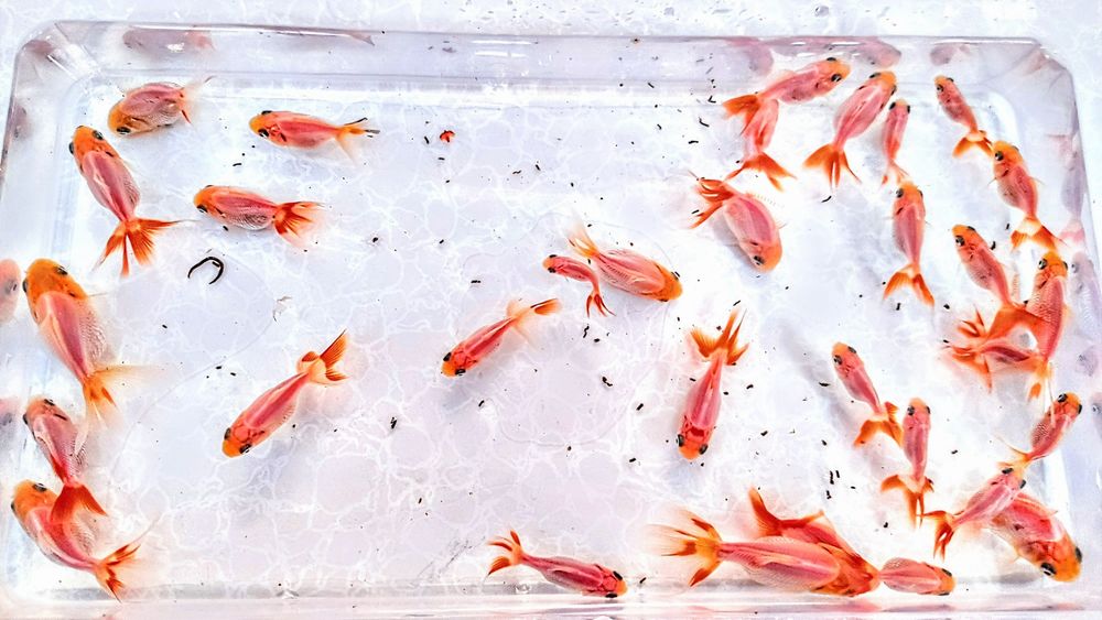 Oranda ,,Red white,, welon welonka welonek goldfish złota rybka welony