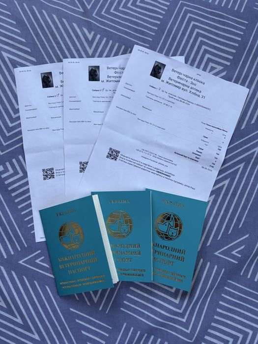 Щенки Той пуделя , два мальчика одна девочка