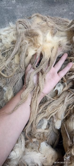 Продам вовну, шерсть з овець, не миту .