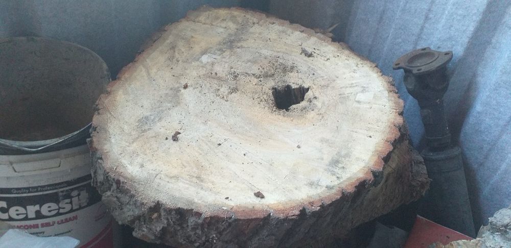 Plaster drewniany dąb, buk, kasztan