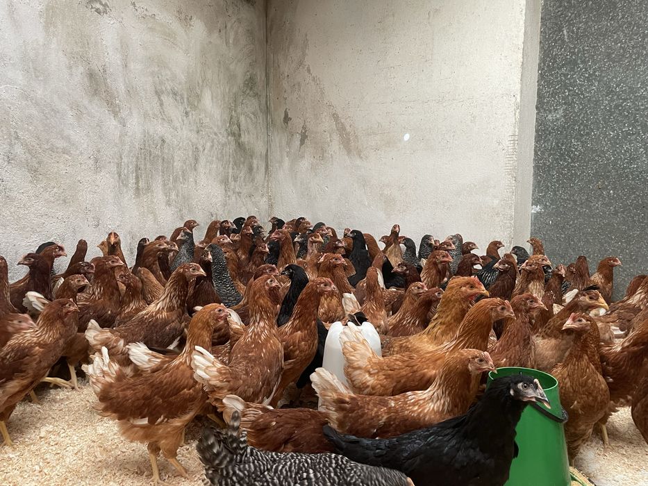 Galinhas poedeiras a iniciar postura 18 semanas