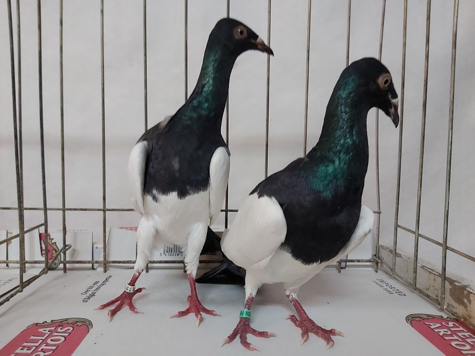 Gołębie Murzyny Polskie