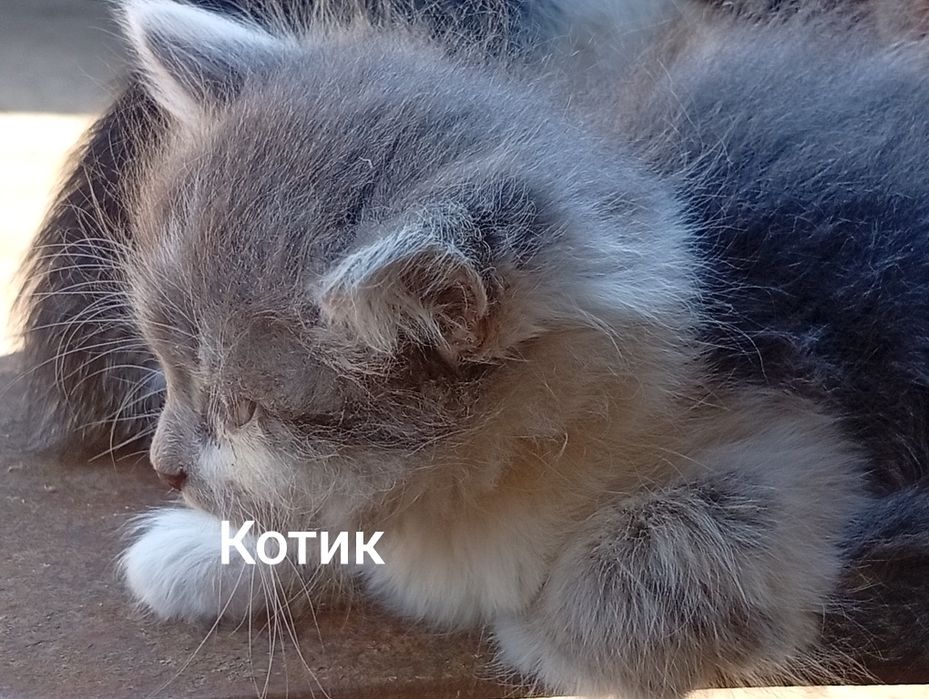 Віддам в добрі руки милих маленьких кошенят