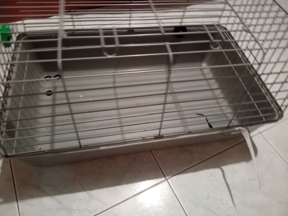 Kit de gaiola  para porcos da india