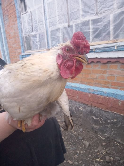 Продам півнів продам