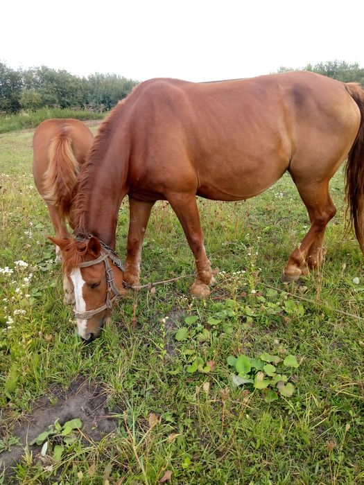 Продам кобилу спокійна робоча з лошам